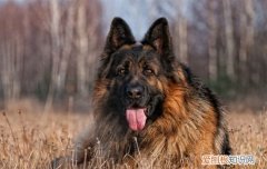 德牧吃什么蔬菜比较好 德国牧羊犬禁食的四种蔬菜