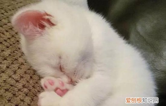 波斯猫和牛奶 波斯猫小奶猫怎么养,波斯猫小奶猫喂养,波斯猫幼猫吃什么