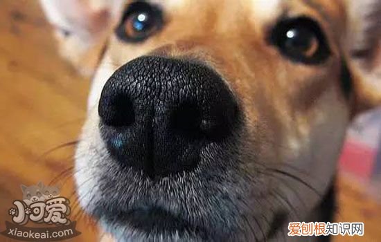 狗狗鼻炎怎么办 狗狗鼻炎怎么治疗才好