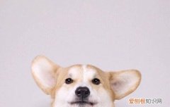狗狗呕吐的原因及治疗方法图片 狗狗呕吐的原因及治疗方法