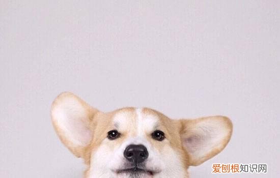 狗狗呕吐的原因及治疗方法图片 狗狗呕吐的原因及治疗方法