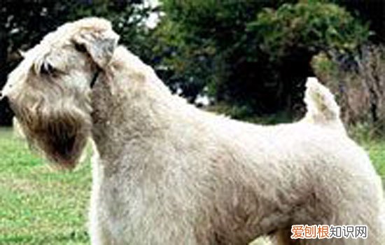 狗狗毛变色是什么原因 关于纯色狗毛色变化的问题