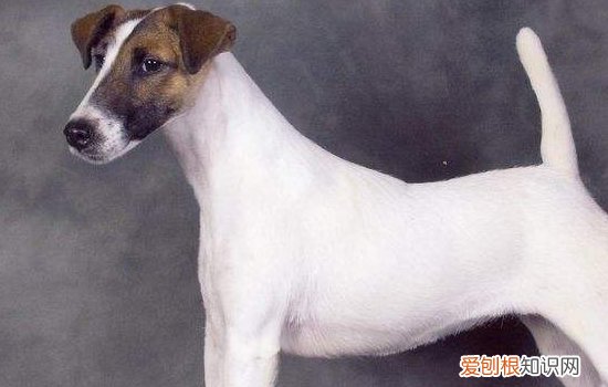 狗狗在轮胎上撒尿怎么办 如何防止狗狗在轮胎上撒尿