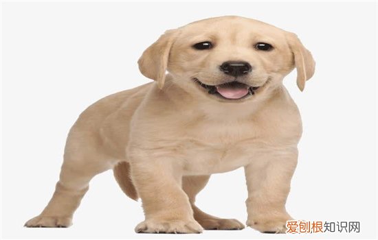 抱狗的正确姿势 教你准确科学抱狗狗的姿态