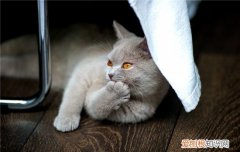 公猫最佳绝育时间?猫猫绝育多少钱?|猫咪繁殖 公猫绝育最佳时间,公猫绝育多少钱,公猫最佳绝