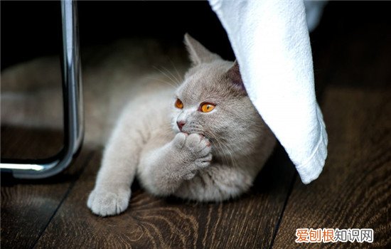 公猫最佳绝育时间?猫猫绝育多少钱?|猫咪繁殖 公猫绝育最佳时间,公猫绝育多少钱,公猫最佳绝育年龄