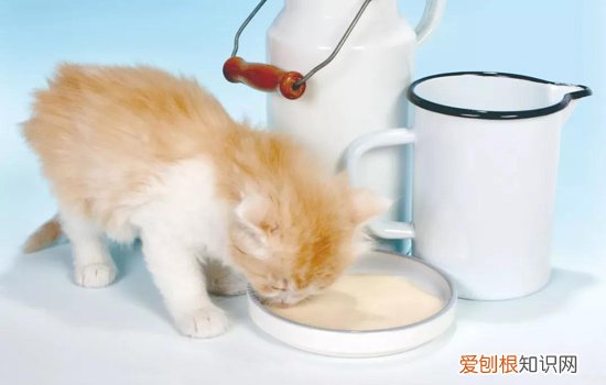 一周大的小奶猫怎么养,一周大的小奶猫吃什么,一周大的小奶猫该怎么养