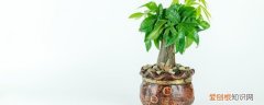 春节屋里摆什么 春节期间家里摆什么花好
