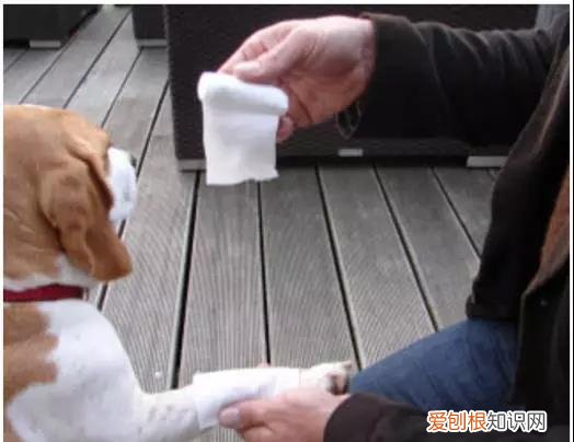 狗狗被咬伤了怎么处理 狗狗被咬伤