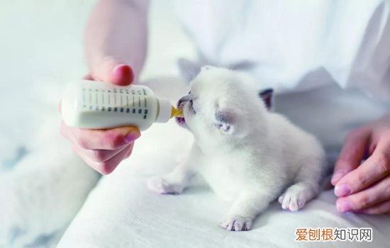 怎样喂小奶猫喝奶 会吃奶的小奶猫怎么养,小奶猫怎么养,小奶猫怎么喂