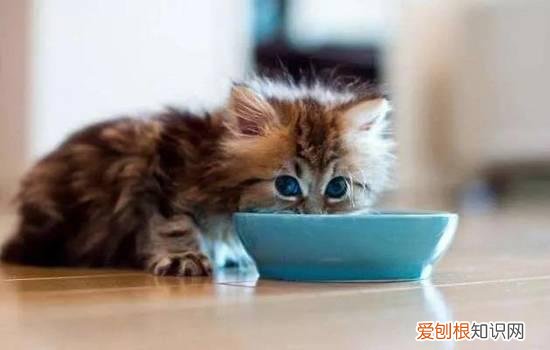小奶猫长牙了可以吃猫粮吗 小奶猫出牙了怎么养,小奶猫长牙了吃什么,小猫长牙了可以吃什么