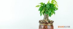 春节摆什么比较喜庆呢 春节摆哪些东西喜庆吉利呢