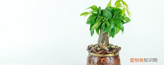 春节摆什么比较喜庆呢 春节摆哪些东西喜庆吉利呢