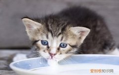 三周大的奶猫怎样喂养 三周大的小奶猫怎么养,三周的小奶猫吃什么,三周大的小猫怎么养