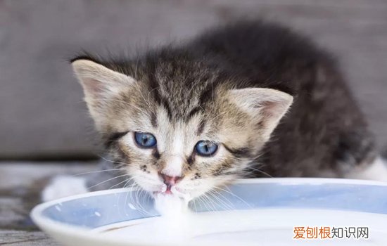 三周大的奶猫怎样喂养 三周大的小奶猫怎么养,三周的小奶猫吃什么,三周大的小猫怎么养