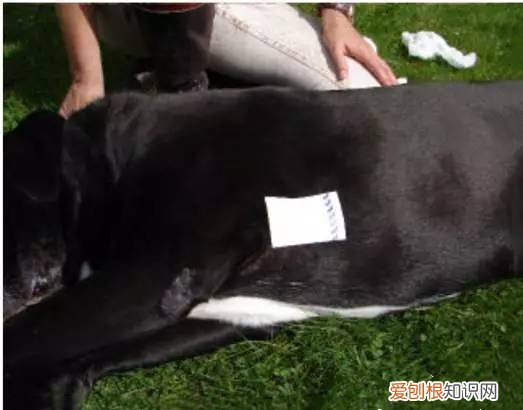 狗狗异物卡住怎么办 观察狗狗很重要