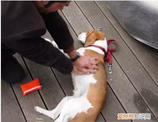 狗狗异物卡住怎么办 观察狗狗很重要