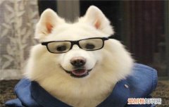狗狗被蚊子咬了怎么办 被蚊子咬可不是小事