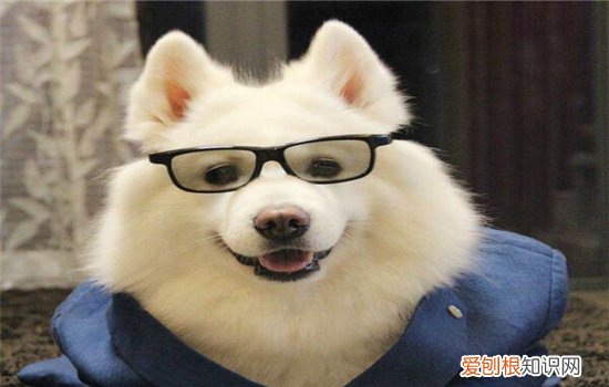 狗狗被蚊子咬了怎么办 被蚊子咬可不是小事