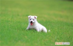 狗狗被烫伤怎么处理 主人们要学习了