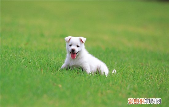 狗狗被烫伤怎么处理 主人们要学习了