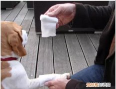 狗狗被车撞了怎么办 狗狗发生意外事故的急救方法