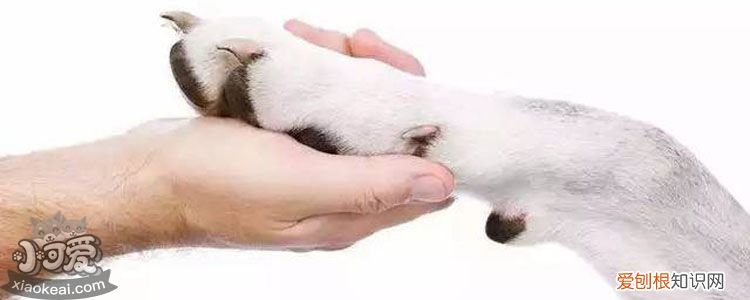 狗狗犬窝咳怎么检查 狗狗犬窝咳怎么治疗