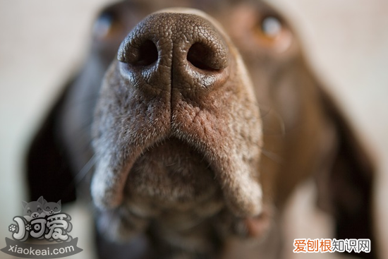 狗狗犬窝咳怎么检查 狗狗犬窝咳怎么治疗