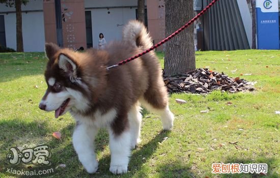 狗狗催吐的方法 怎么快速给狗狗催吐