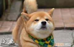 狗狗催吐的方法 怎么快速给狗狗催吐