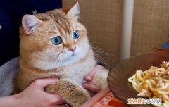 母猫养胖要怎么做 小奶猫怎么养壮,小猫怎么养胖,小猫怎么养肥