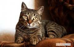 中华田园猫怎么喂 中华田园小奶猫怎么养,狸花小奶猫怎么养,土猫幼猫怎么养
