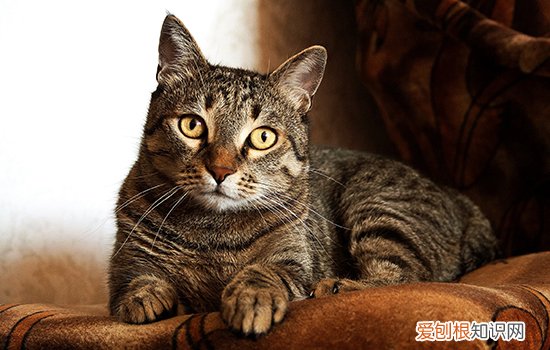 中华田园猫怎么喂 中华田园小奶猫怎么养,狸花小奶猫怎么养,土猫幼猫怎么养