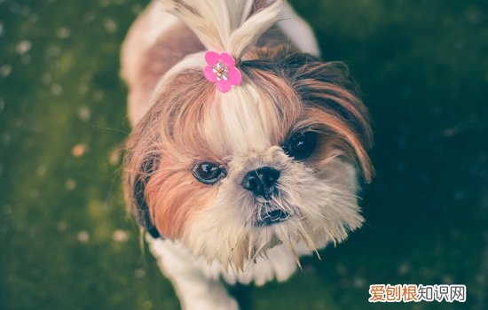 家里的狗狗出现呕吐的状况怎么办 可能是夺命犬瘟