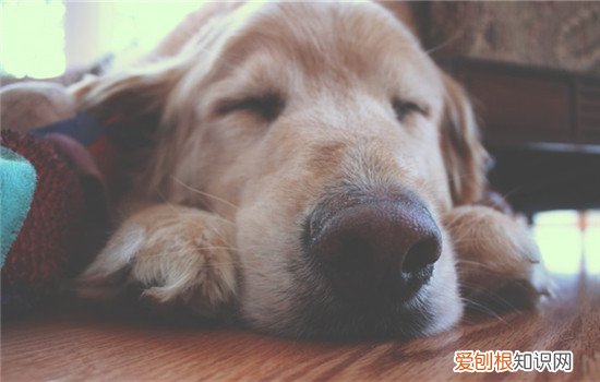 肾衰竭分哪两种 狗狗肾衰竭的症状是什么