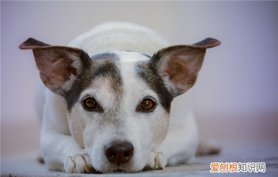 肾衰竭分哪两种 狗狗肾衰竭的症状是什么