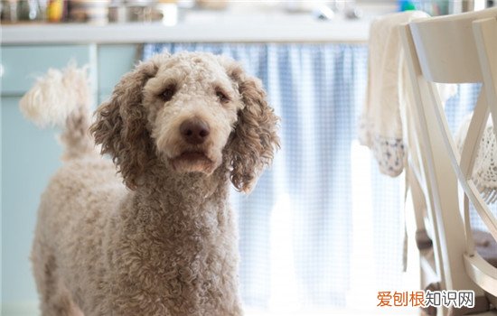 狗狗脓皮症是什么 导致狗狗脓皮症的原因是什么