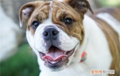 狗狗脓皮症是什么 导致狗狗脓皮症的原因是什么
