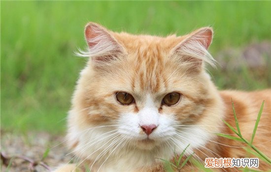 猫身上有弓形虫么 家猫身上有弓形虫吗,宠物猫身上有弓形虫吗,幼猫身上有弓形虫吗