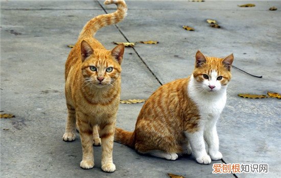 猫身上有弓形虫么 家猫身上有弓形虫吗,宠物猫身上有弓形虫吗,幼猫身上有弓形虫吗