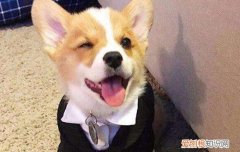 犬螨病症状 狗狗螨虫要这样治疗