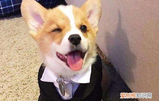 犬螨病症状 狗狗螨虫要这样治疗