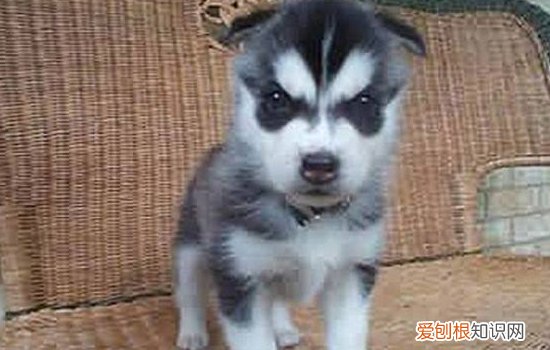 犬螨病症状 狗狗螨虫要这样治疗