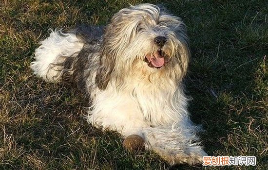 犬蠕形螨病怎么治疗 犬蠕形螨病预防需要到位！