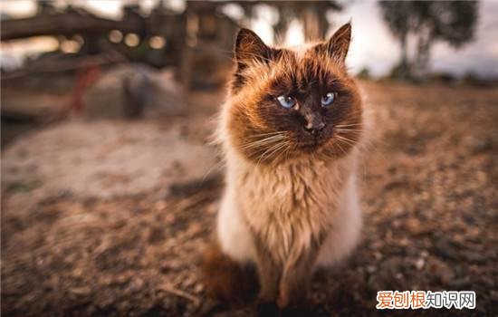 被猫咬了要怎么消毒 被猫咬了怎么办,被猫咬了怎么处理伤口,被猫咬了怎么消毒