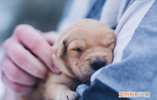 狗狗身上有跳蚤怎么办 细说犬跳蚤的各项事宜