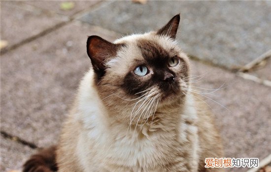 猫打喷嚏什么情况 猫打喷嚏是怎么回事,猫打喷嚏是什么意思,猫打喷嚏是感冒了吗