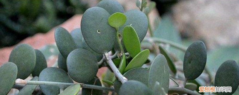 碧雷鼓怎样浇水 碧雷鼓施肥方法