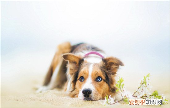 狗狗拉肚子呕吐的原因 这九个原因你得警惕了!