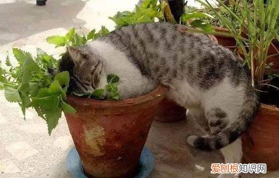 猫咪喜欢吃什么零食,给猫买什么零食好 猫喜欢吃什么零食,猫喜欢吃哪些小零食,布偶猫喜欢吃什么零食